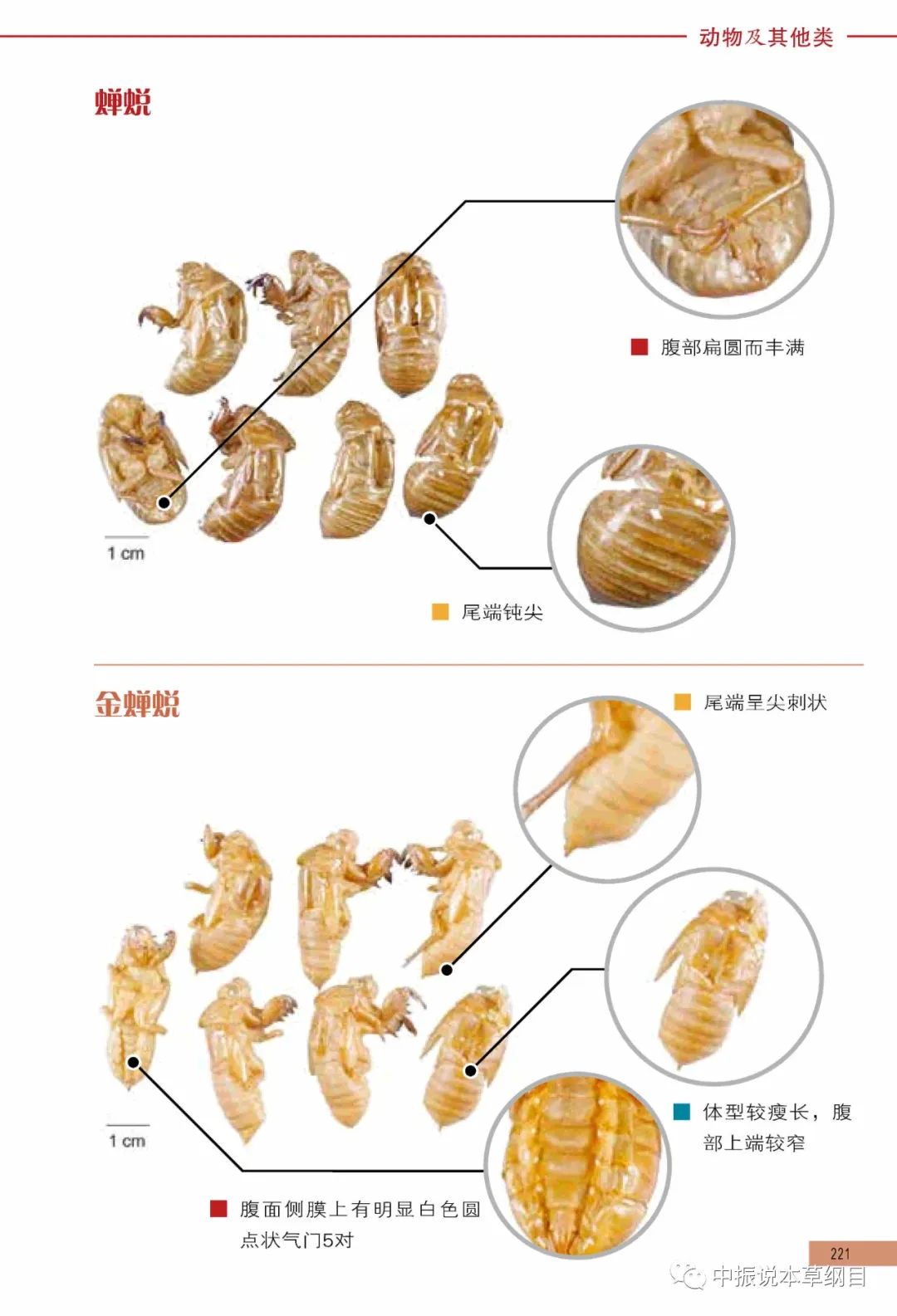 养殖蝉蛹的周期要多久_蝉蛹的养殖技术_蝉蛹养殖视频