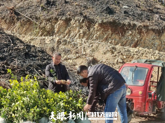 致富种植树农村视频_农村种植致富树_致富种植树农村图片大全