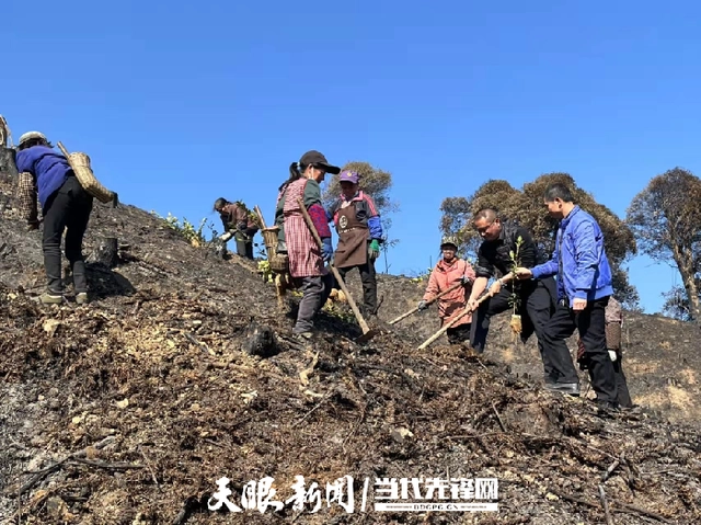 农村种植致富树_致富种植树农村图片大全_致富种植树农村视频