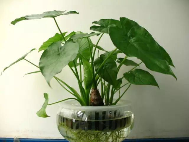 孔雀竹芋的养殖_孔雀竹芋的养殖技术_孔雀竹芋的栽培方法