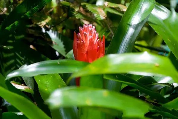 孔雀竹芋的养殖技术_孔雀竹芋的栽培方法_孔雀竹芋的养殖