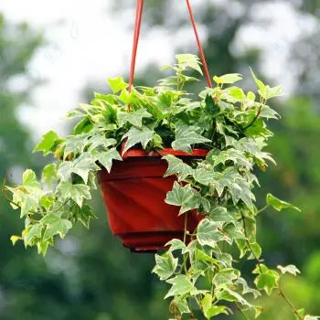 孔雀竹芋的养殖_孔雀竹芋的养殖技术_孔雀竹芋的栽培方法