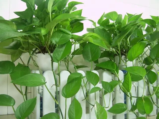 孔雀竹芋的养殖技术_孔雀竹芋的栽培方法_孔雀竹芋的养殖