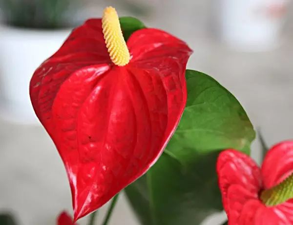 孔雀竹芋的养殖_孔雀竹芋的栽培方法_孔雀竹芋的养殖技术