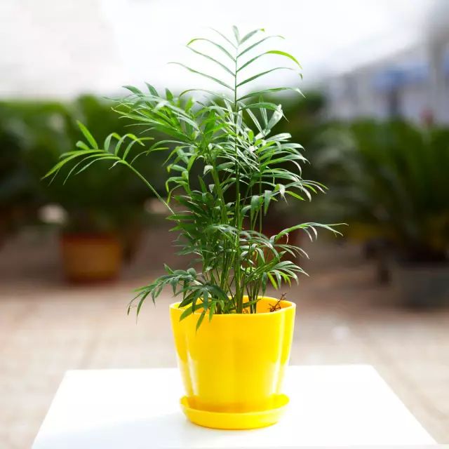 孔雀竹芋的养殖技术_孔雀竹芋的养殖_孔雀竹芋的栽培方法