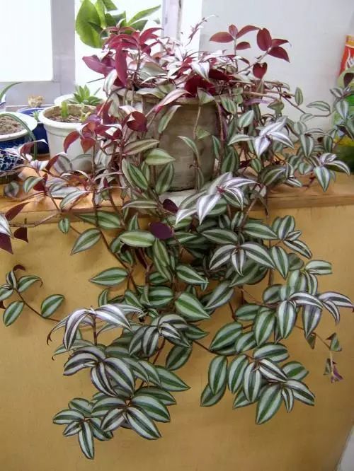 孔雀竹芋的养殖技术_孔雀竹芋的栽培方法_孔雀竹芋的养殖