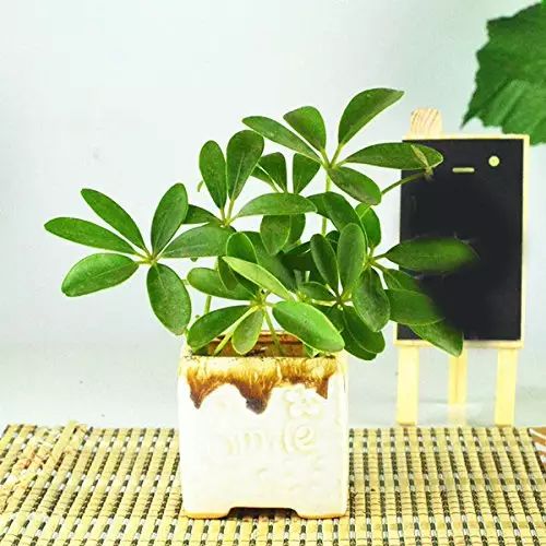孔雀竹芋的养殖_孔雀竹芋的养殖技术_孔雀竹芋的栽培方法
