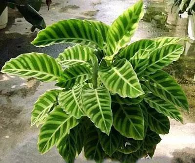 孔雀竹芋的栽培方法_孔雀竹芋的养殖_孔雀竹芋的养殖技术