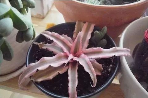 孔雀竹芋的栽培方法_孔雀竹芋的养殖_孔雀竹芋的养殖技术