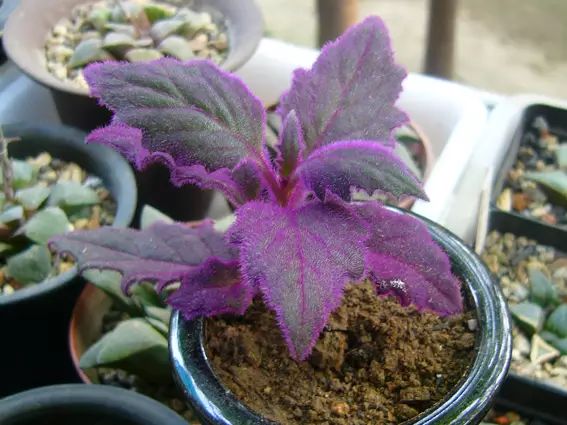 孔雀竹芋的养殖技术_孔雀竹芋的栽培方法_孔雀竹芋的养殖