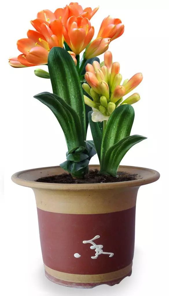 孔雀竹芋的养殖_孔雀竹芋的栽培方法_孔雀竹芋的养殖技术