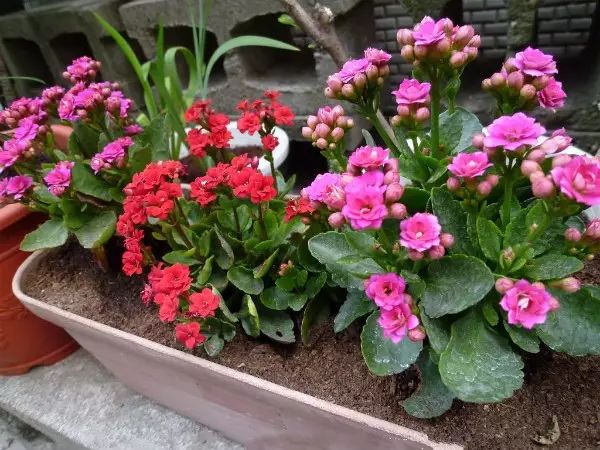 孔雀竹芋的养殖技术_孔雀竹芋的栽培方法_孔雀竹芋的养殖