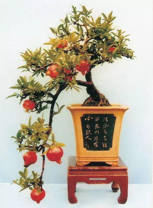 孔雀竹芋的养殖技术_孔雀竹芋的栽培方法_孔雀竹芋的养殖