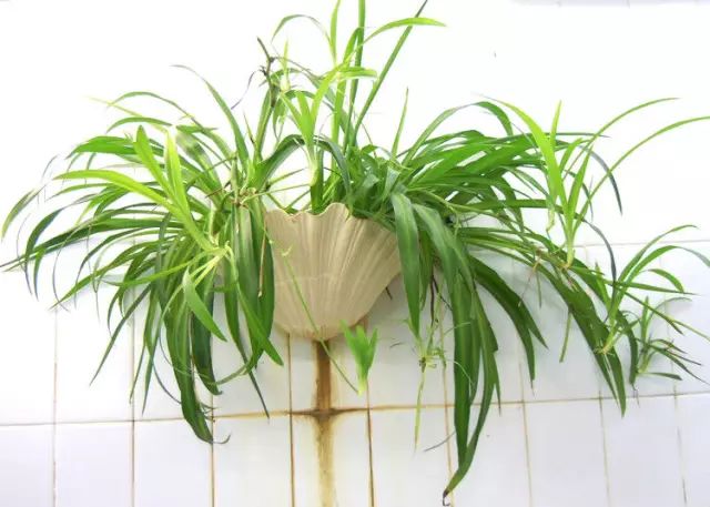 孔雀竹芋的养殖技术_孔雀竹芋的栽培方法_孔雀竹芋的养殖