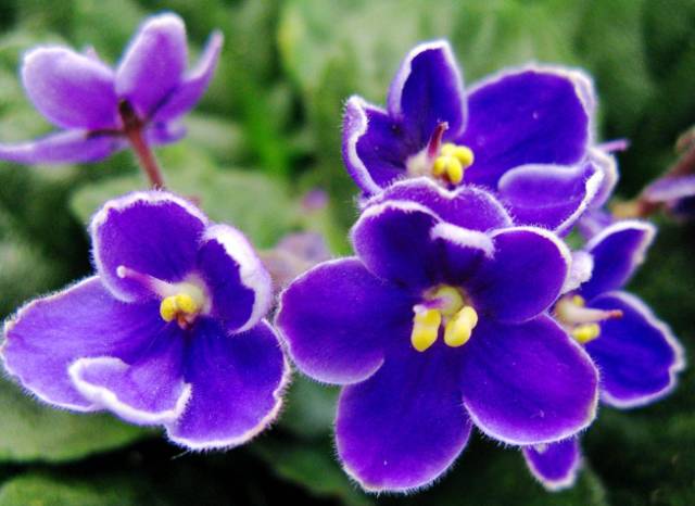 孔雀竹芋的养殖技术_孔雀竹芋的栽培方法_孔雀竹芋的养殖