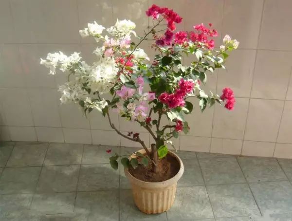 孔雀竹芋的养殖技术_孔雀竹芋的养殖_孔雀竹芋的栽培方法