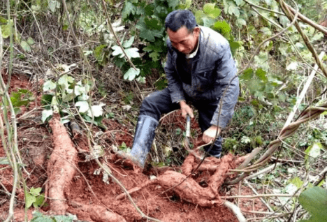 种树致富全部视频_农村种植致富树_农村致富种什么树