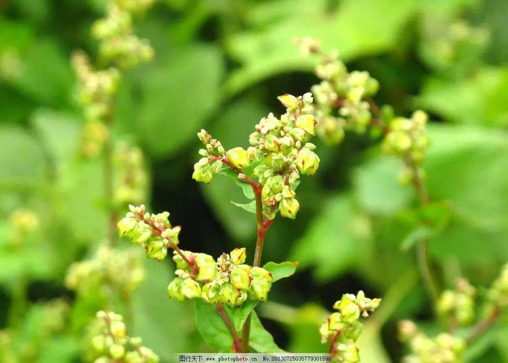 山西种植致富方法_山西种植基地在哪里_山西省种植什么