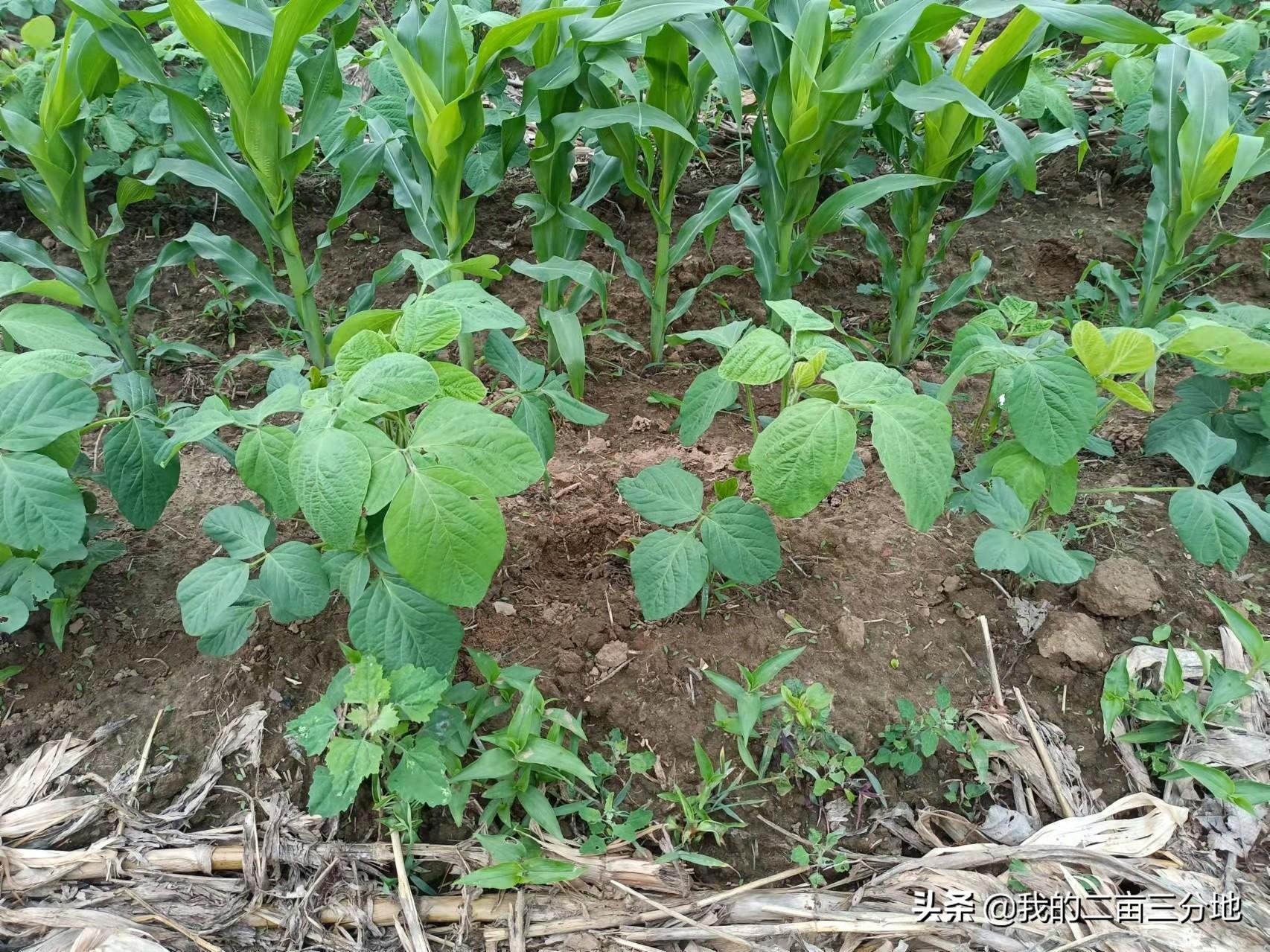 黑豆种植技术视频_种植黑豆技术小结_小黑豆种植技术