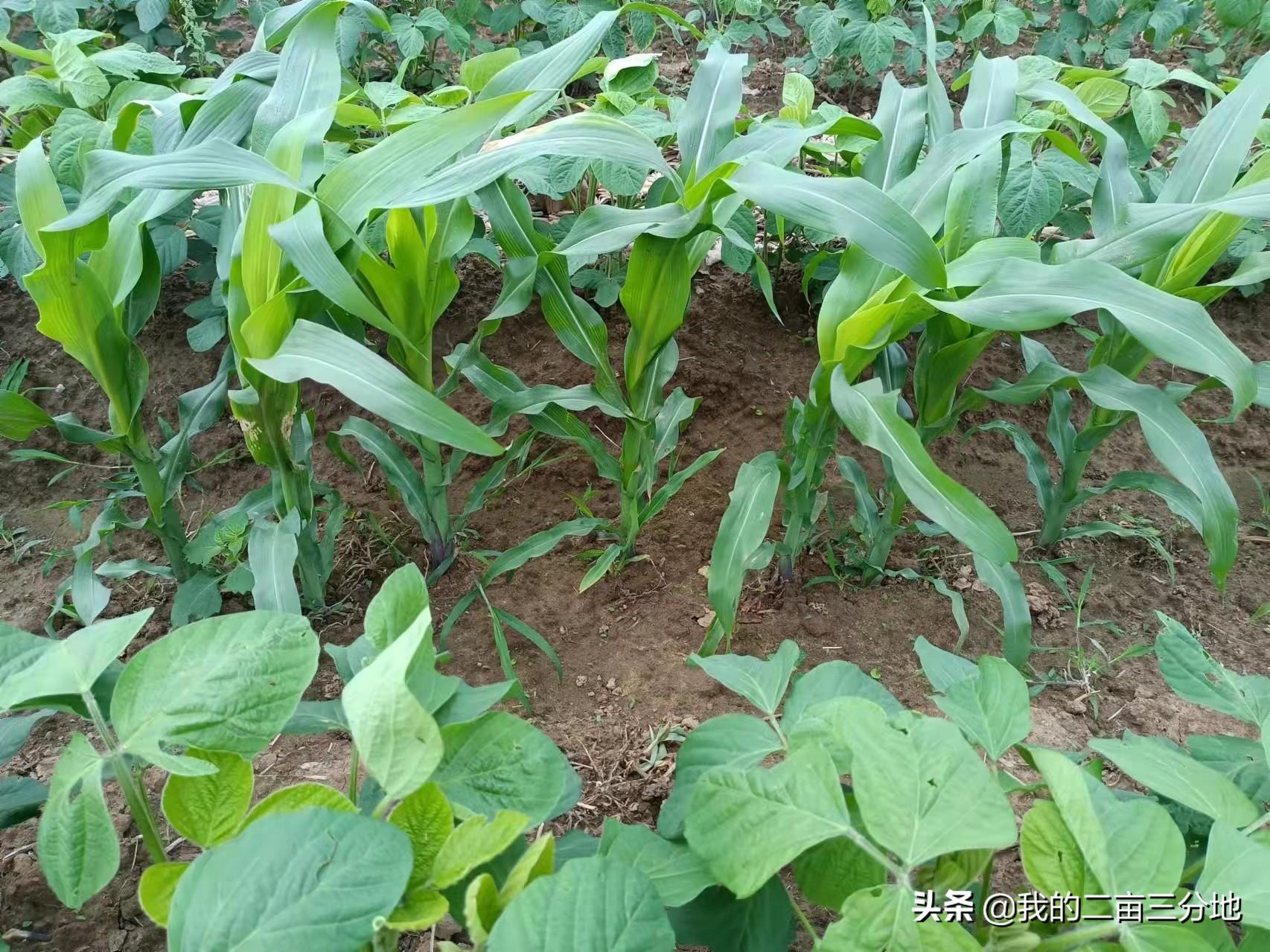 小黑豆种植技术_种植黑豆技术小结_黑豆种植技术视频