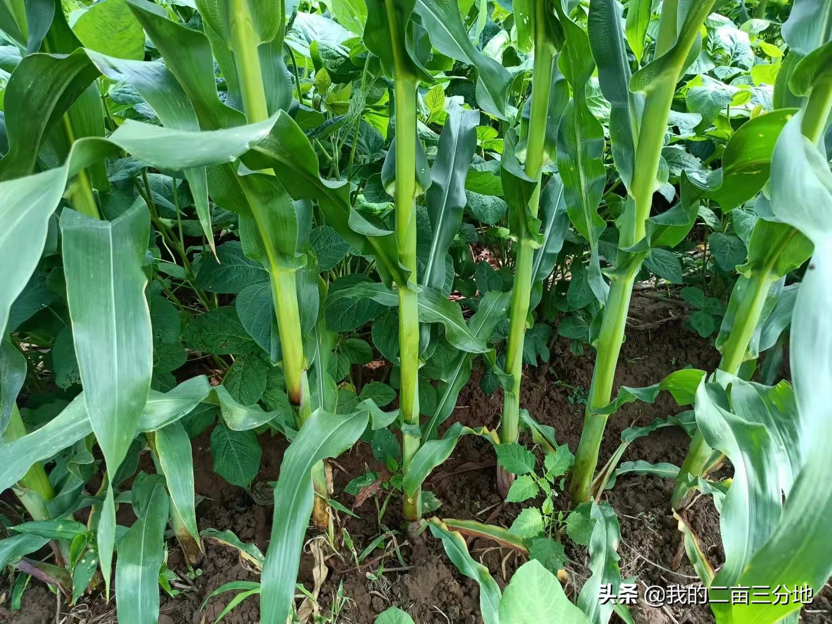 小黑豆种植技术_种植黑豆技术小结_黑豆种植技术视频