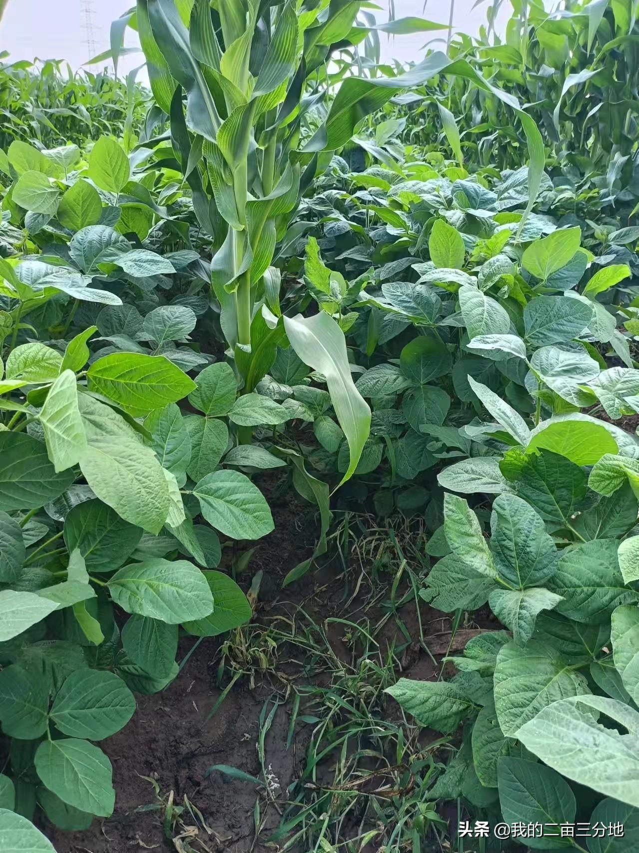 黑豆种植技术视频_小黑豆种植技术_种植黑豆技术小结