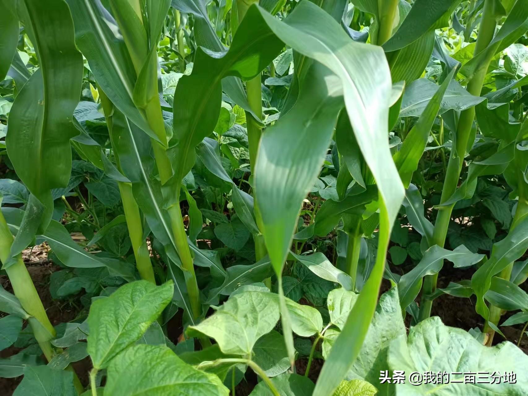 种植黑豆技术小结_小黑豆种植技术_黑豆种植技术视频