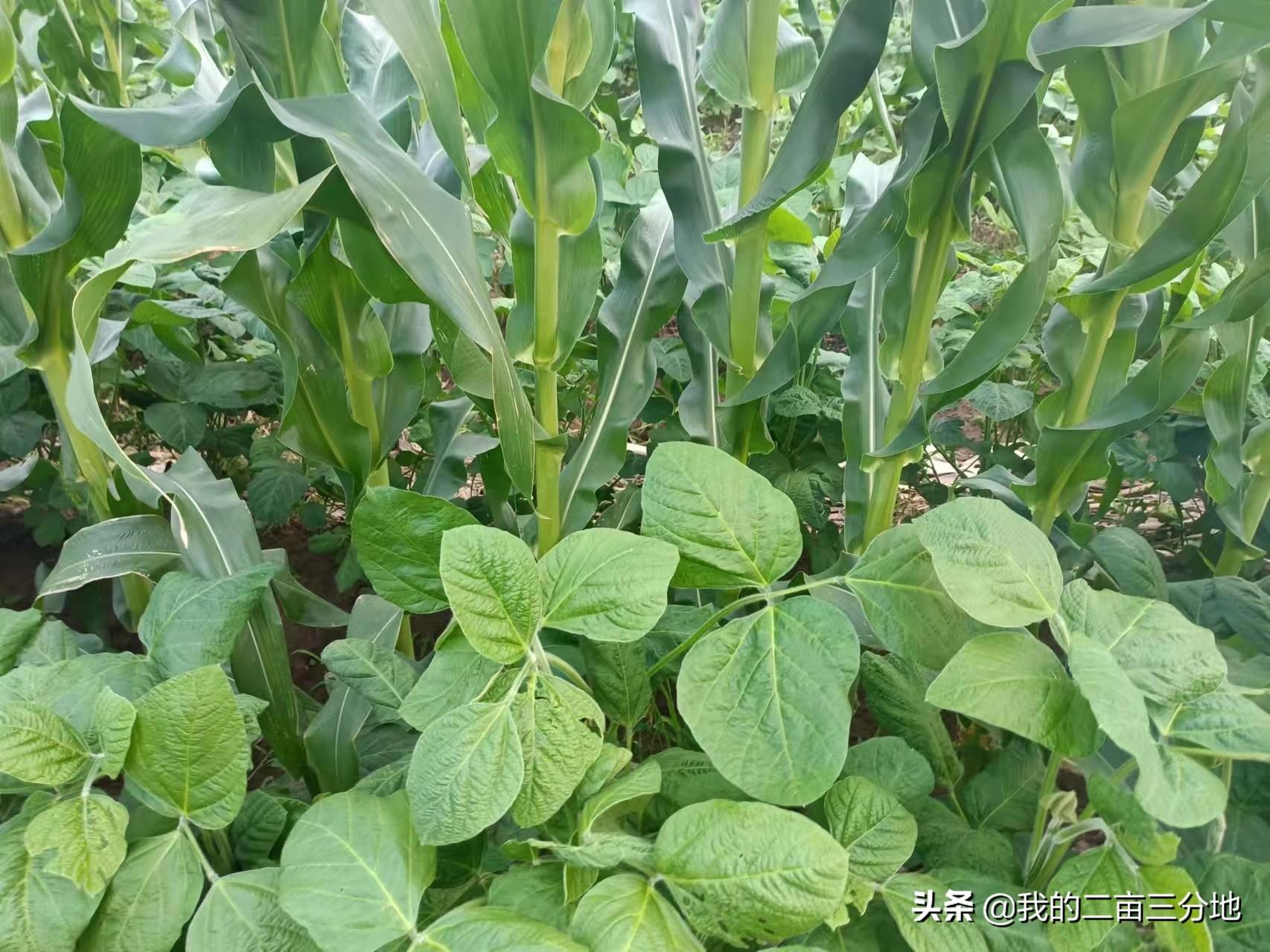 黑豆种植技术视频_小黑豆种植技术_种植黑豆技术小结