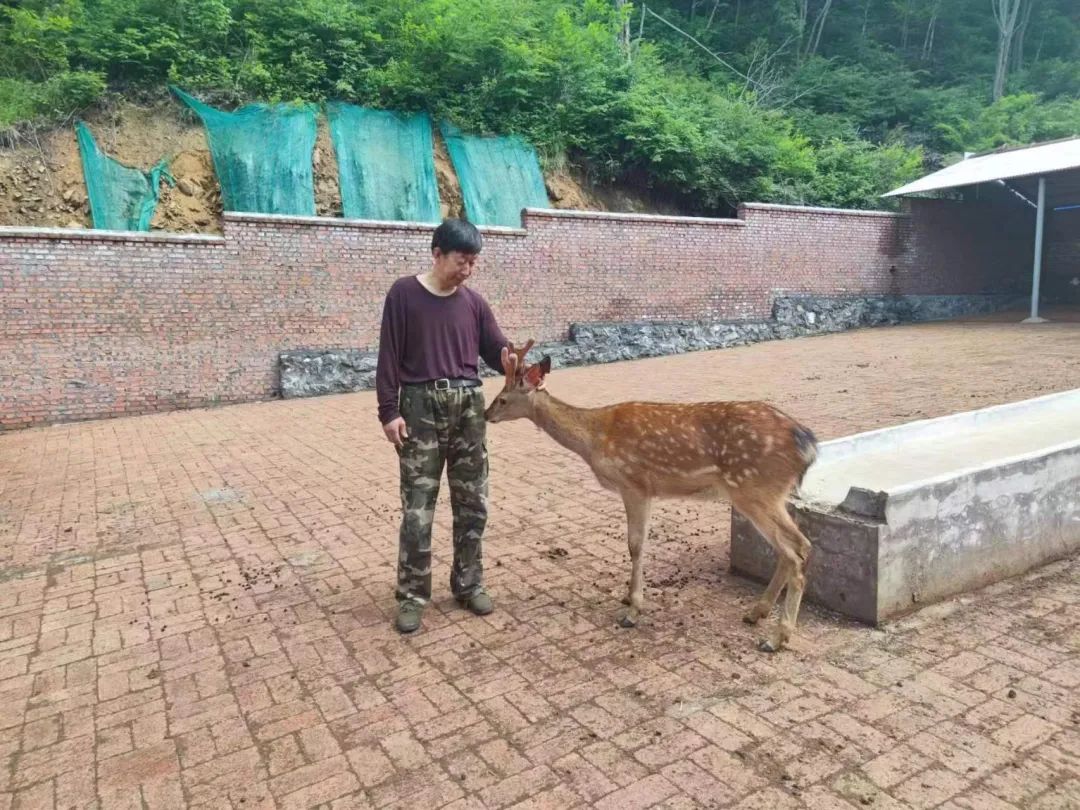 每日农经致富经梅花鹿_梅花鹿养殖致富_农广天地梅花鹿养殖视频