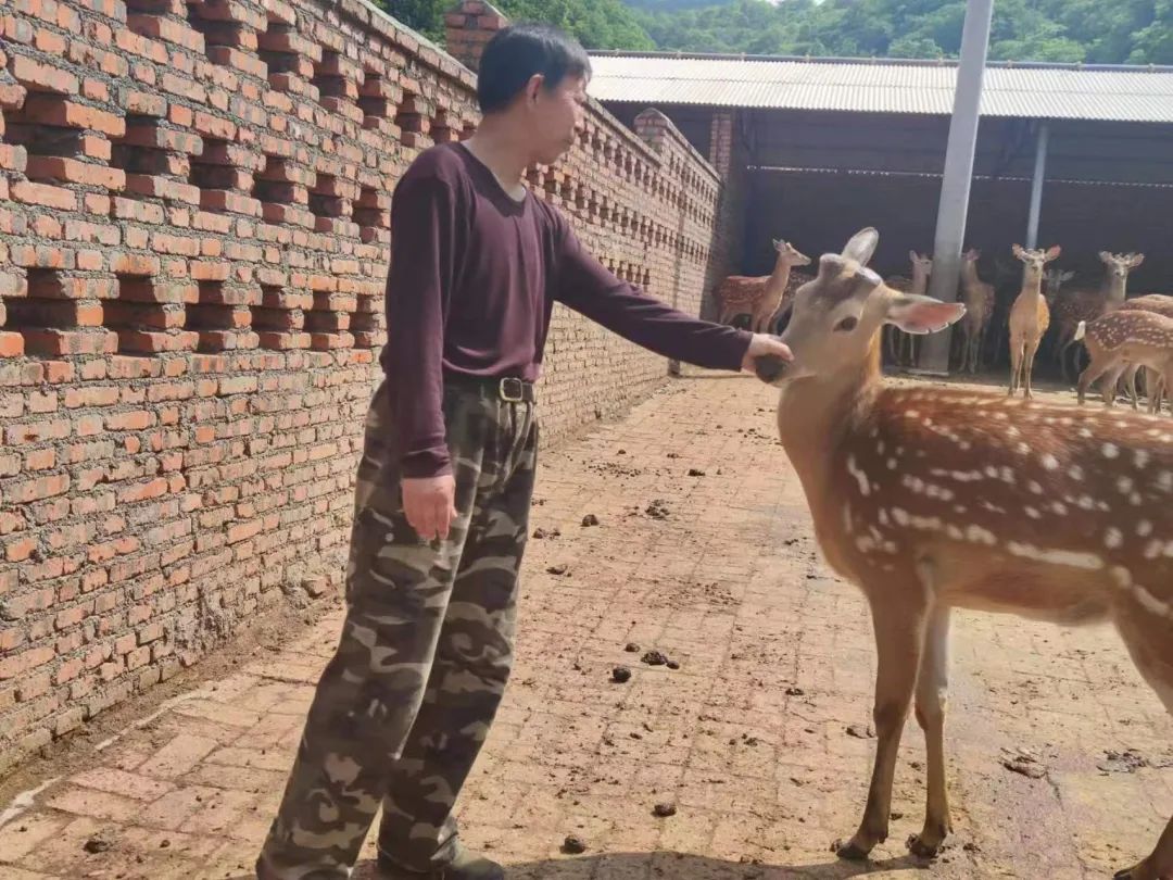 每日农经致富经梅花鹿_农广天地梅花鹿养殖视频_梅花鹿养殖致富