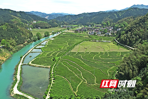 常宁：种下“黄金茶” 荒山变金山