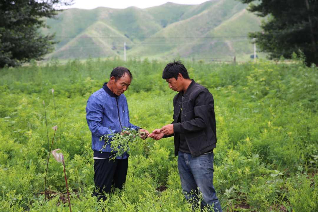 药材致富经_种植药材致富好处_致富药材好处种植有哪些