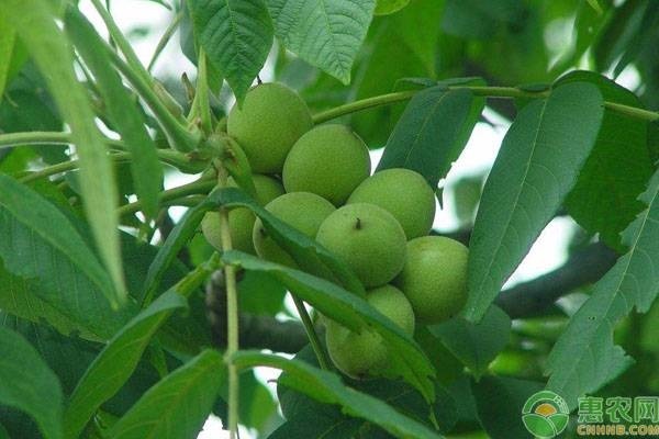 亚麻籽种植致富_致富籽种植亚麻籽好吗_致富籽种植亚麻好吗