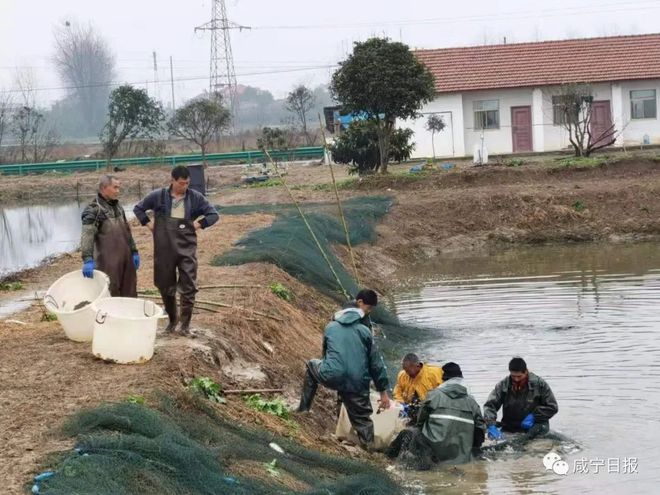 养猪鱼怎么玩_猪场养鱼视频_猪和鱼养殖技术