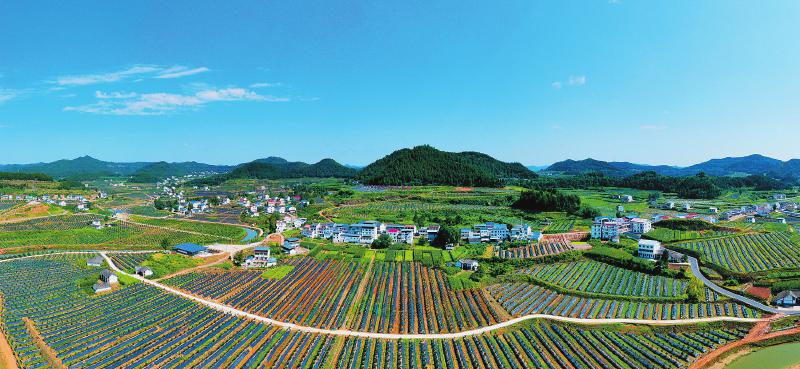 致富种植树农村图片大全_农村种植致富树_致富种植树农村视频