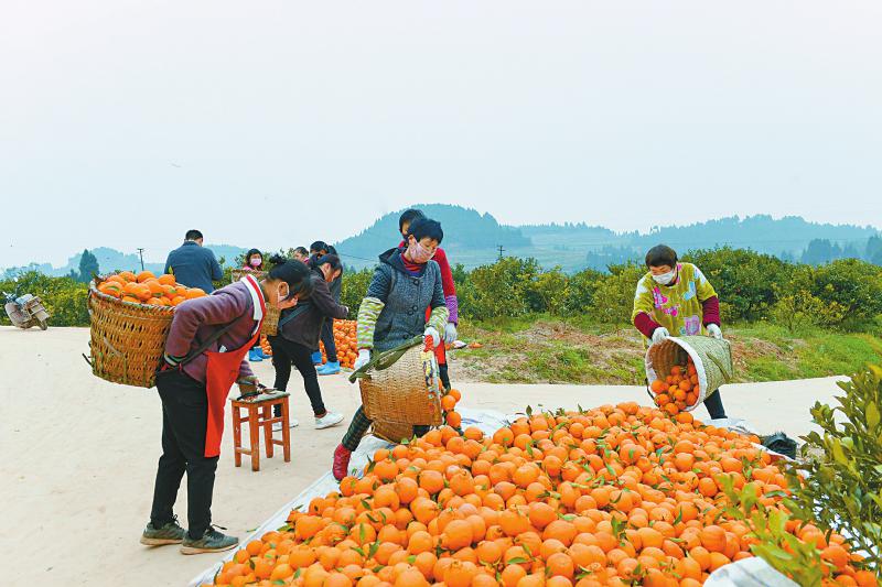 农村种植致富树_致富种植树农村图片大全_致富种植树农村视频