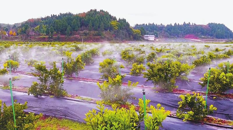 农村种植致富树_致富种植树农村视频_致富种植树农村图片大全