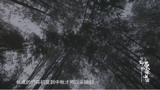 竹荪致富经_竹荪经济效益_农家竹荪