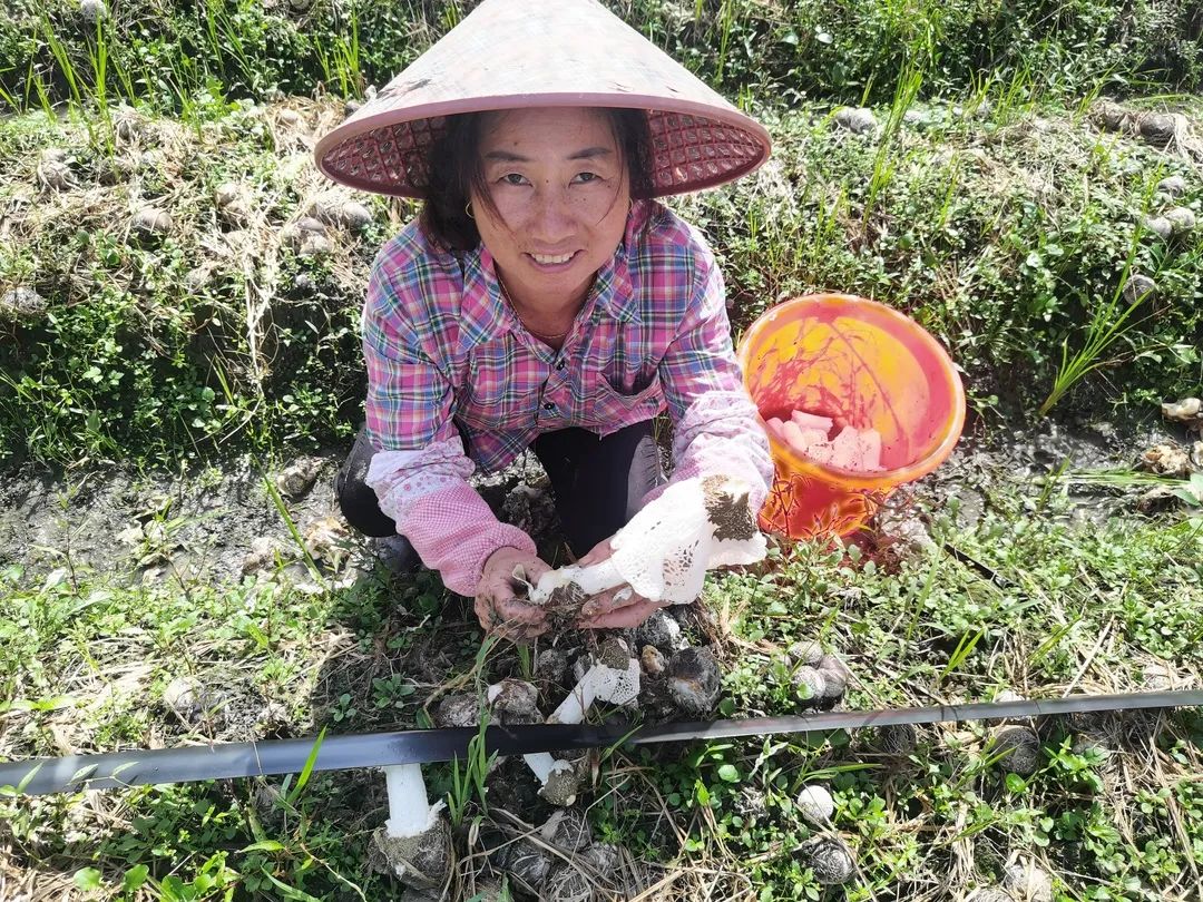 农家竹荪_竹荪产品_竹荪致富经