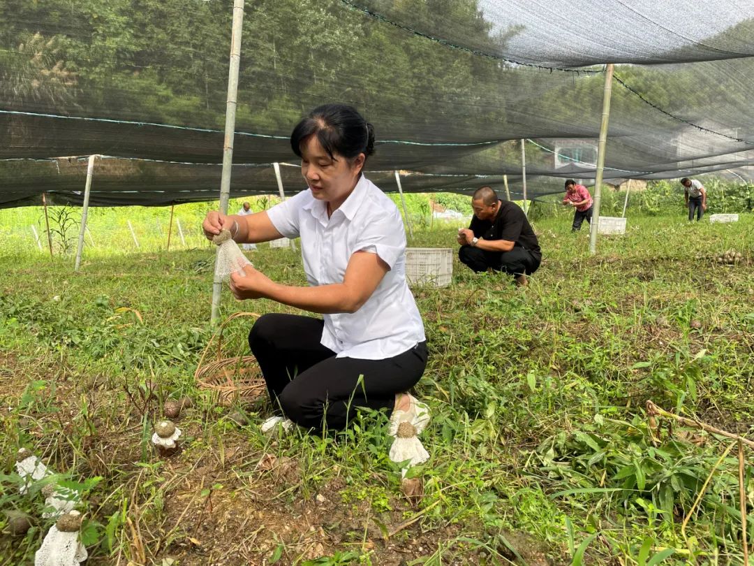 竹荪致富经_竹荪经济效益_致富经竹荪种植视频