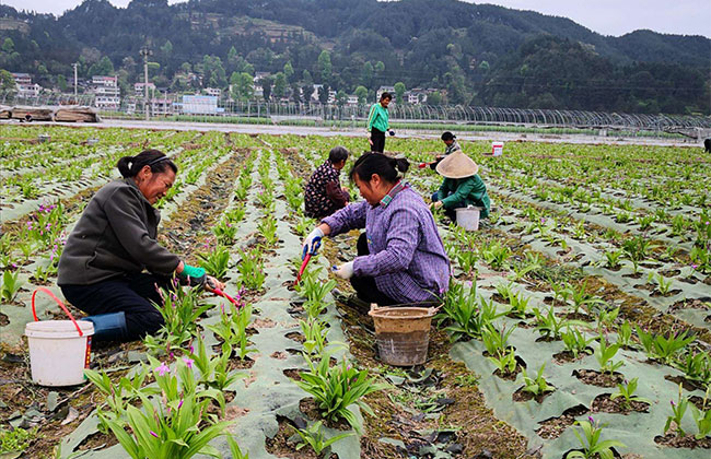 农村高山适合种植什么?适合高山种植的农作物