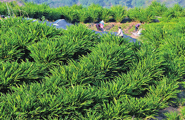 农村高山适合种植什么?适合高山种植的农作物