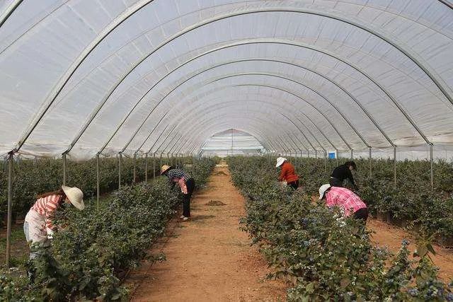 靠山种植致富项目_靠山养殖什么比较好_大山种出致富草