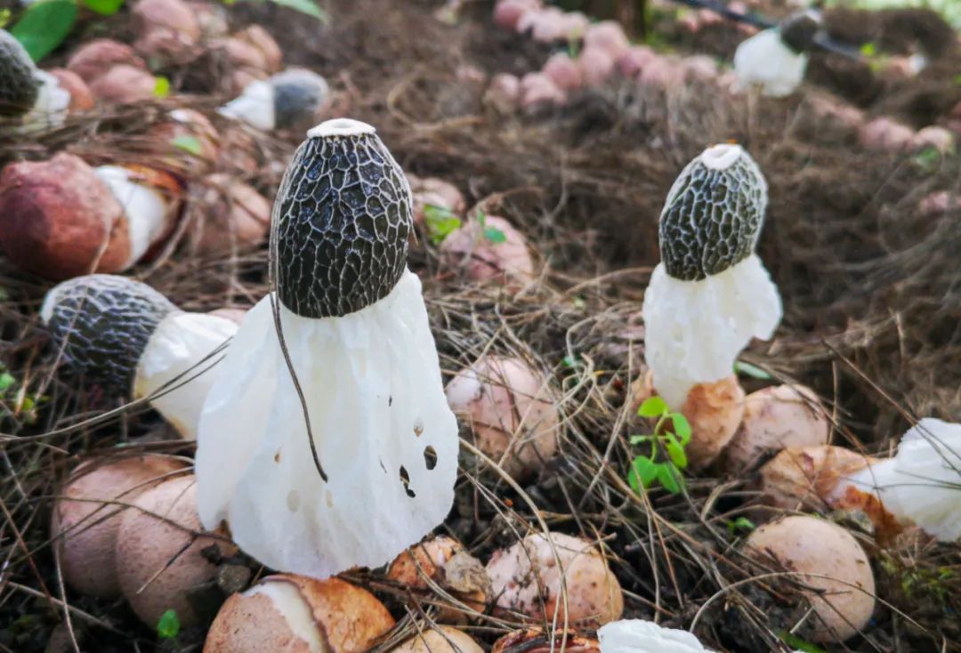 竹荪致富经_竹荪产品_竹荪的价钱