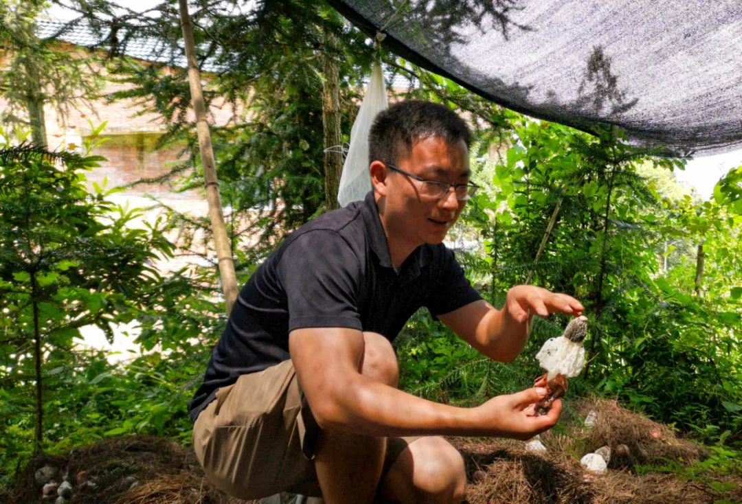 竹荪产品_竹荪的价钱_竹荪致富经