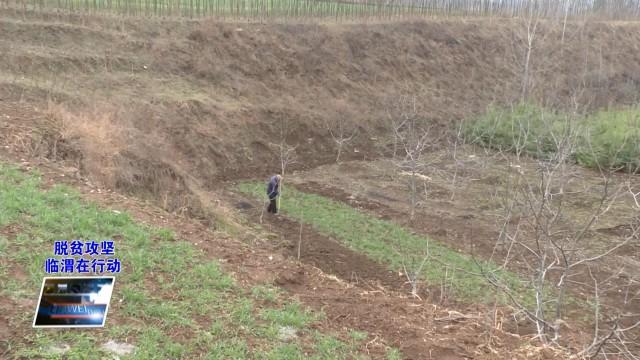 核桃种植效益_致富经种植核桃_核桃种植收益怎么样