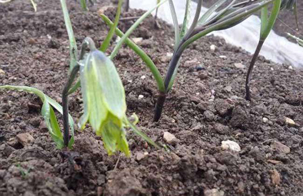 川贝可以人工种植吗？川贝种植方法和注意事项