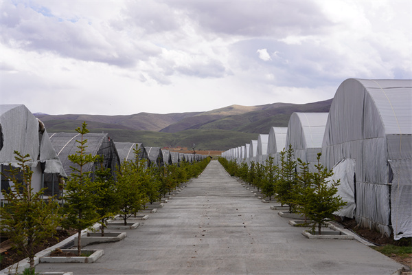 山东贝母种植致富_贝母种植效益及前景_山东哪里有种贝母