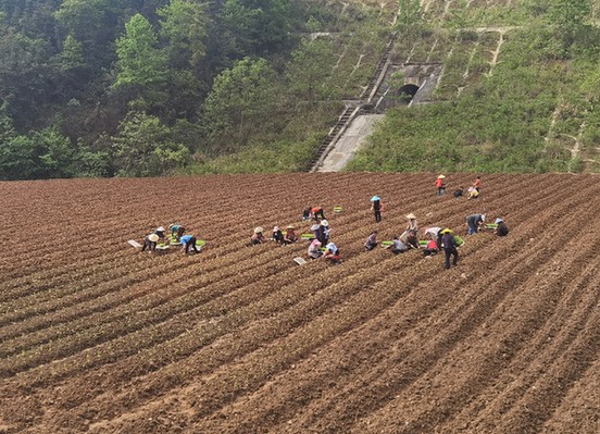 都匀：马尾村500亩匀酒高粱示范基地种植忙