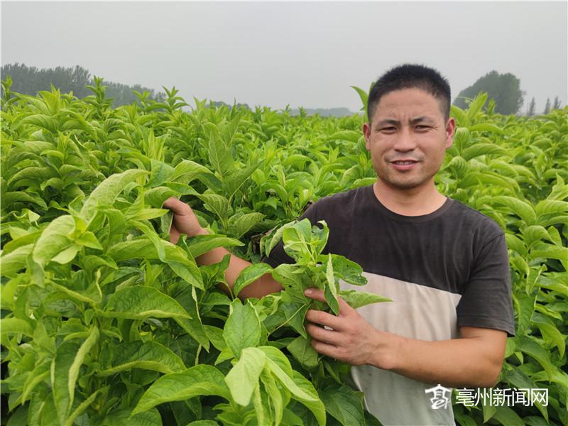 致富药材种植农村有补贴吗_农村致富经中药材种植_农村种植药材致富经